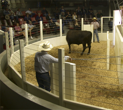 SURVIVOR LV Livestock Ring Scale